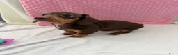 Miniature Dachshund dogs for sale: Miniature dachshund puppies in Largs - Advert 18