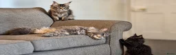Maine Coon cats for sale: Purebred Maine Coon Kittens.Blue,Black Smoke,Tabby - Advert 17