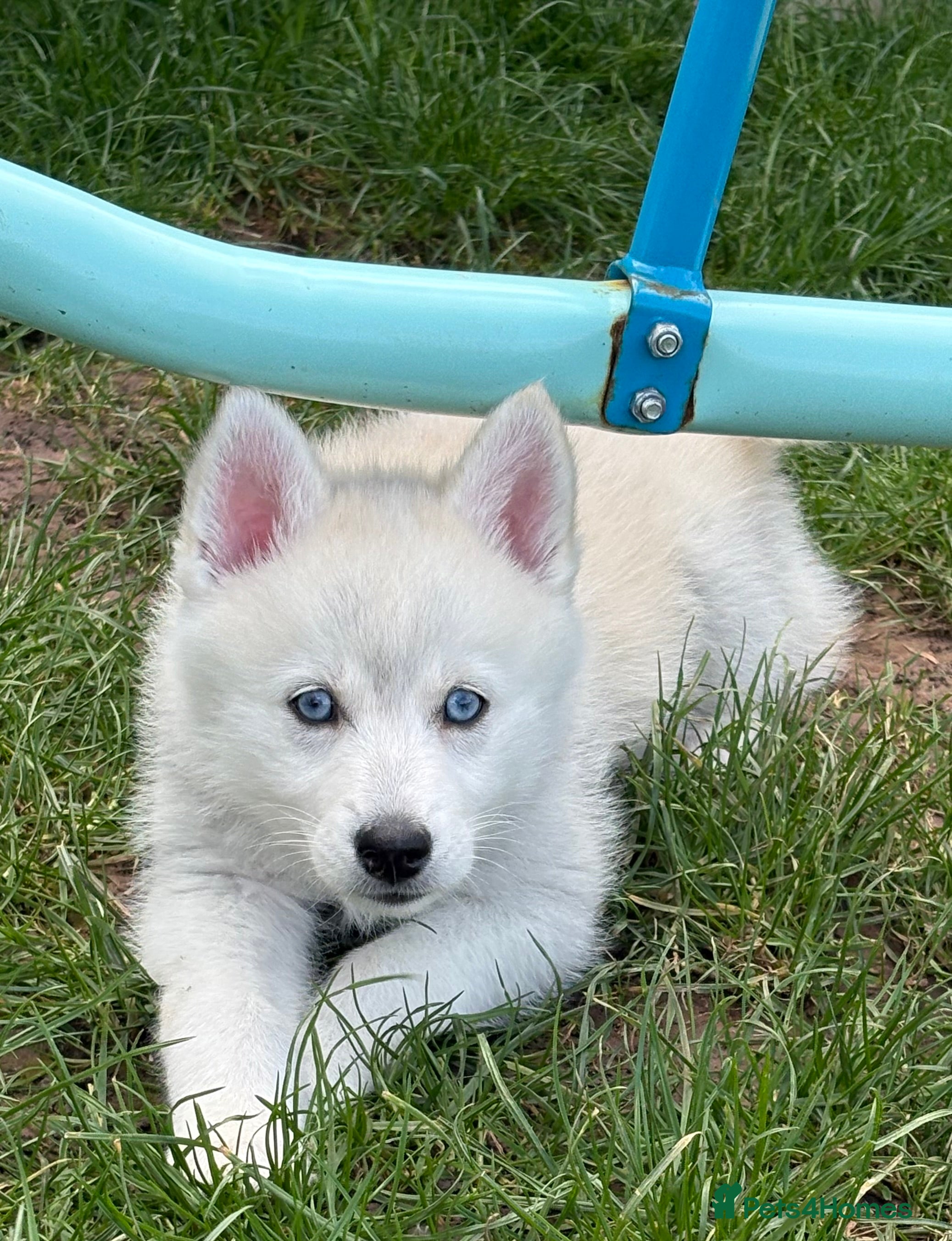 Pomsky dogs F2 Pomsky puppies  - Advert 1