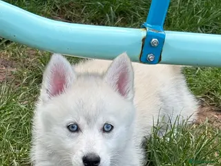 Pomsky dogs F2 Pomsky puppies - Advert 2