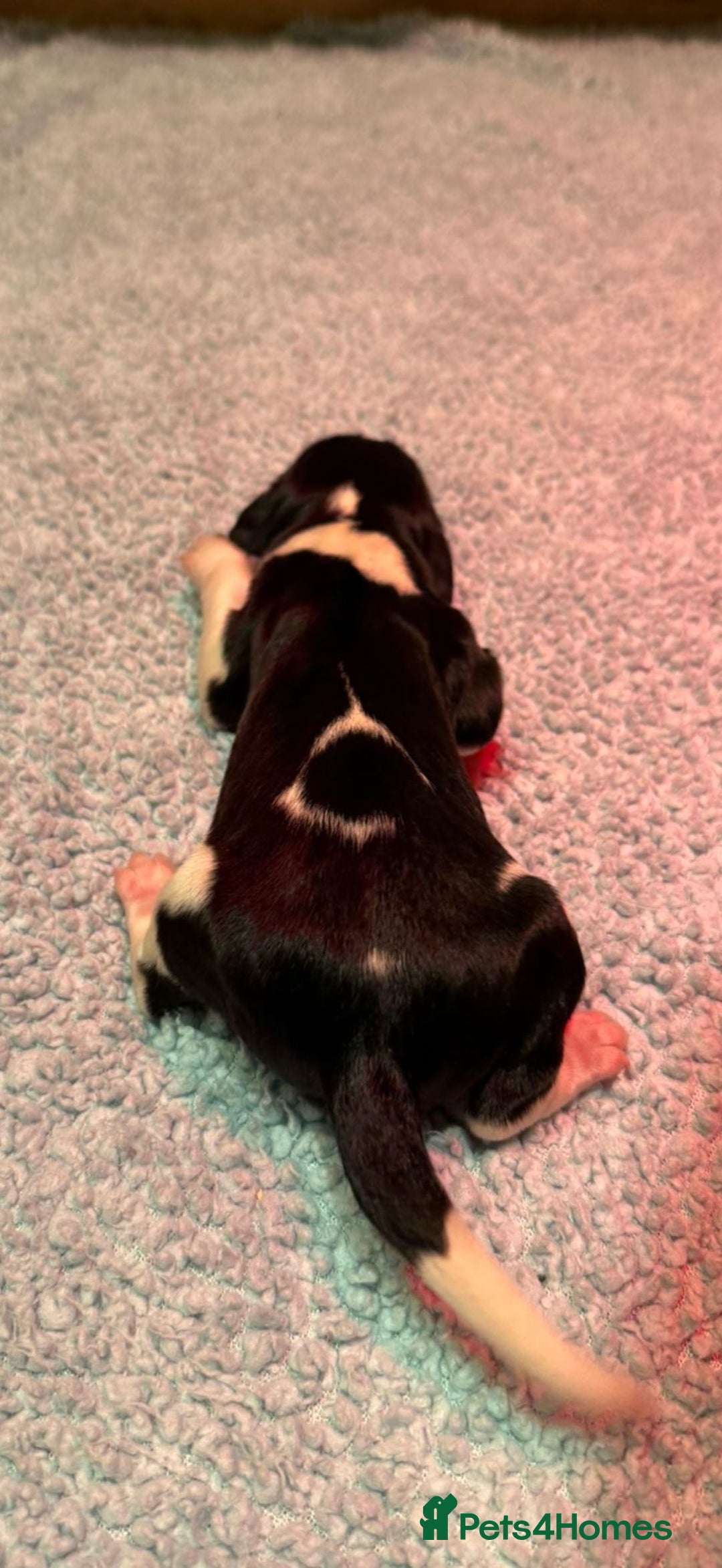 English Springer Spaniel dogs for sale: KC Reg English Springer Spaniels in Hampshire - Advert 8