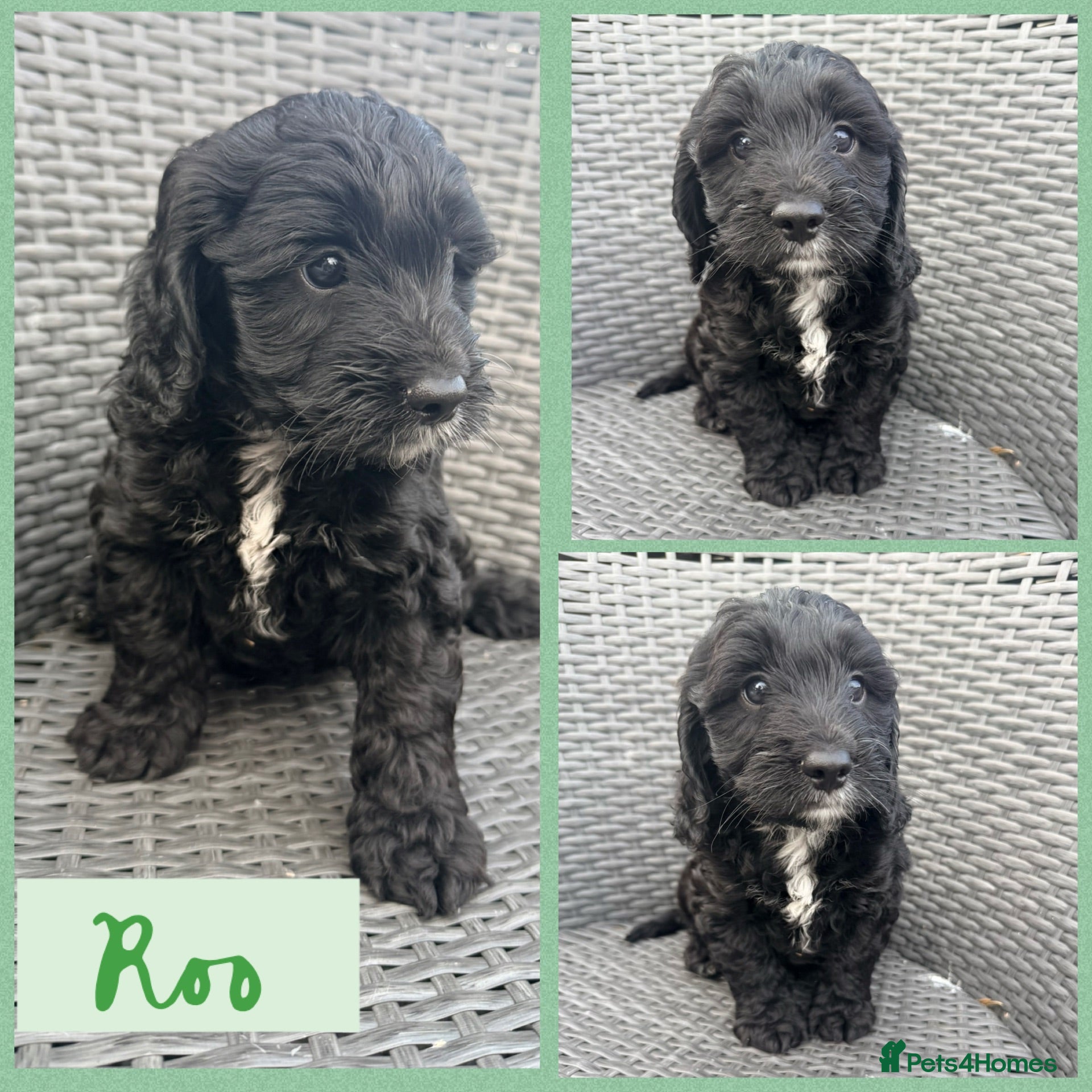 Cockapoo dogs READY NOW 🥰⭐️Beautiful F1 Cockapoo Puppies⭐️ - Advert 1