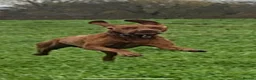 Hungarian Vizsla dogs for stud: Max is a purebred Hungarian vizsla  in Uckfield - Advert 4