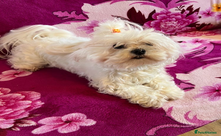 Maltese dogs - Advert 1