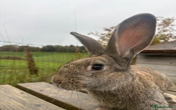 Continental Giant rabbits for sale: ONE female left!! B - Image 1