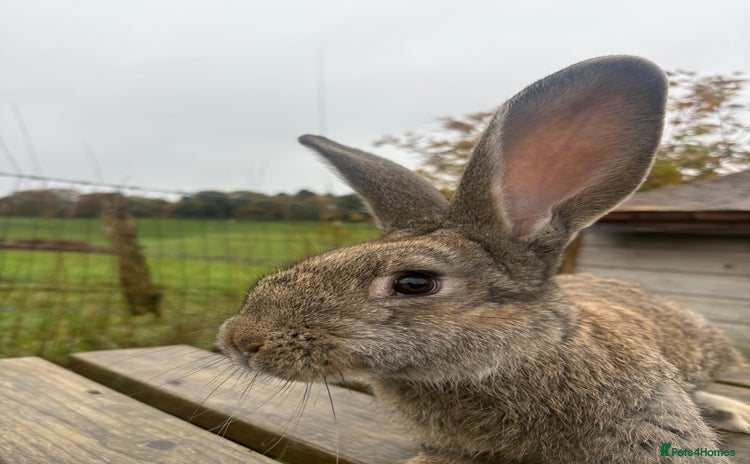 Continental Giant rabbits - Advert 3