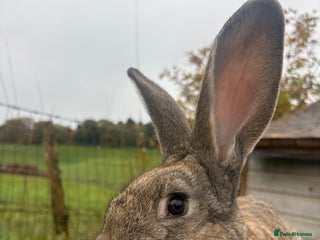 Continental Giant rabbits - Advert 4