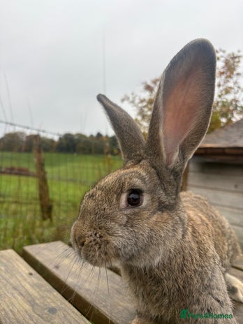 Continental Giant rabbits - Advert 2