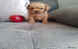 Toy Poodle dogs for sale: Pedigree toy poodles - Image 1