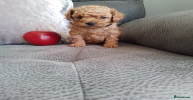 Toy Poodle dogs - Advert 9