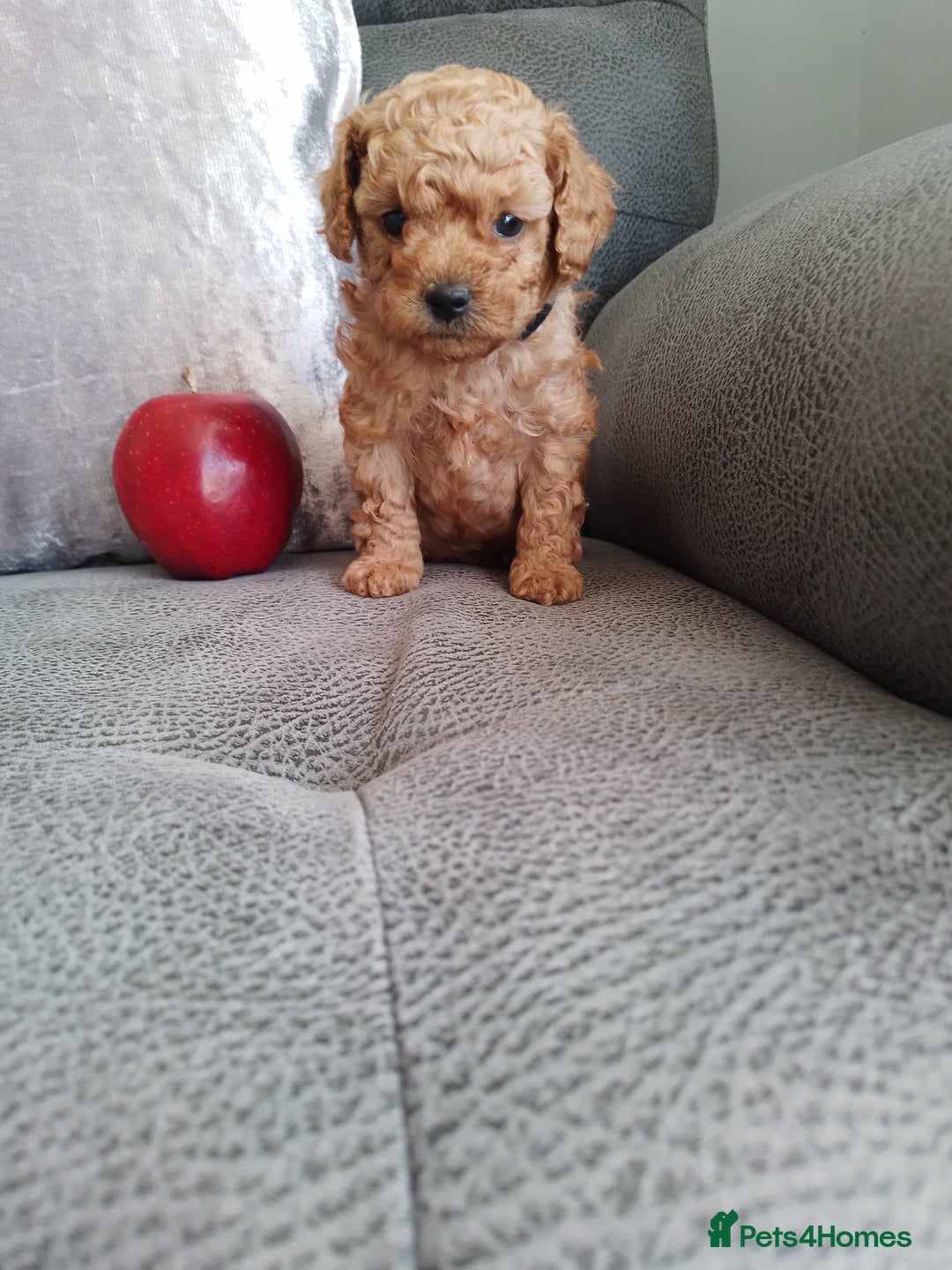 Toy Poodle dogs for sale: Pedigree toy poodles - Image 1