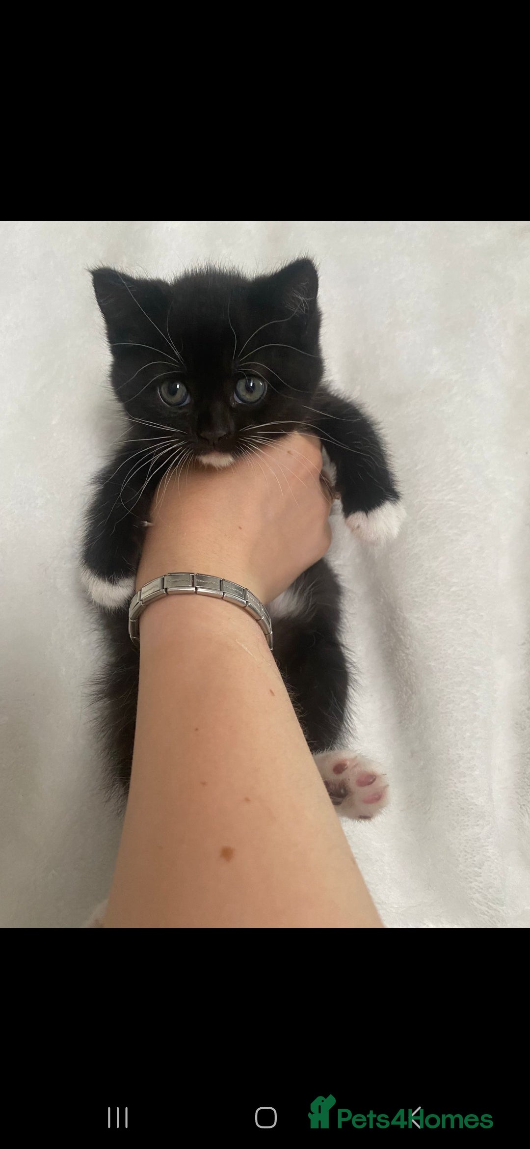 Persian cats for sale: Persian mixed breed  - Image 5