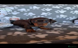 Dachshund dogs for sale: Beautiful Dachshund Puppies - Advert 11