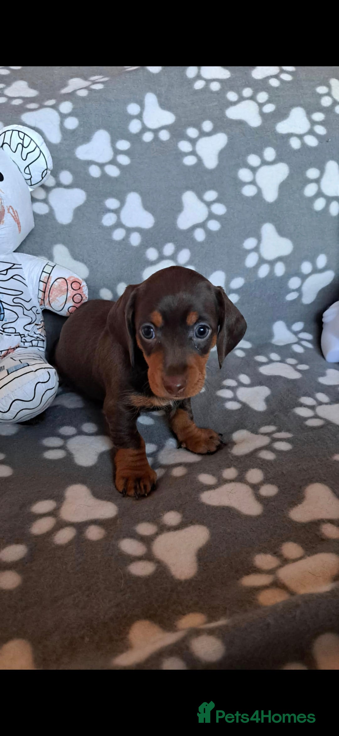 Dachshund dogs for sale: Beautiful Dachshund Puppies - Advert 11
