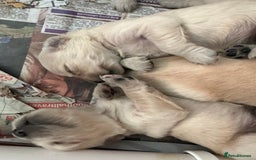 Golden Retriever dogs for sale: Golden Retriever pups - Image 9