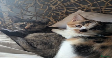Bengal cats - Advert 16