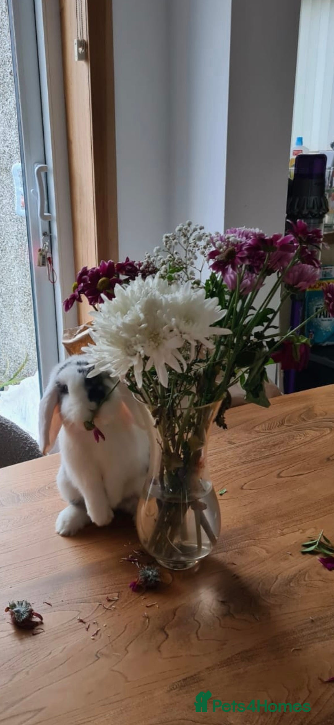 Mixed Breed rabbits for sale: Lionhead/lop rabbits - Advert 11