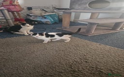 British Shorthair cats for sale: I’m selling the kittens - Image 2