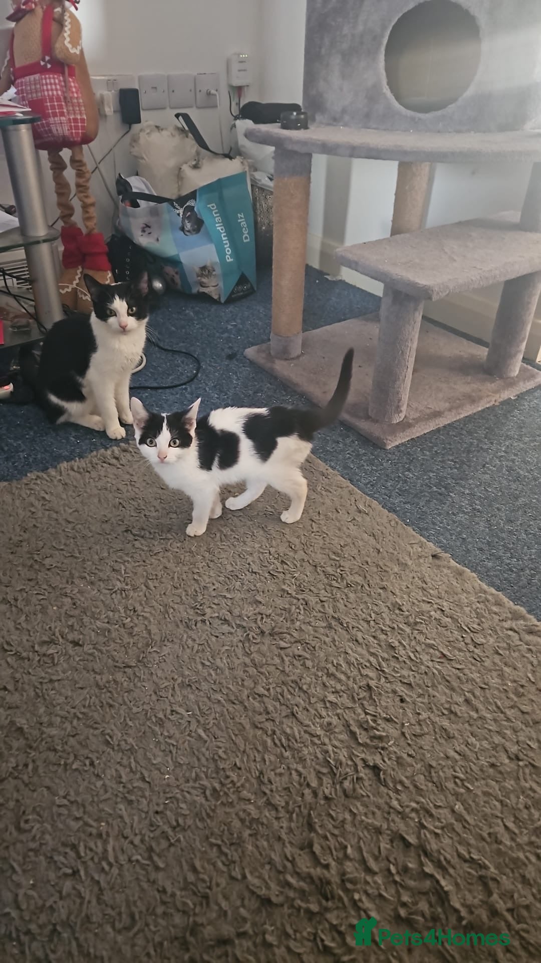 British Shorthair cats for sale: I’m selling the kittens - Image 2