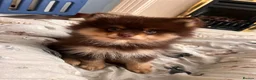 Pomeranian dogs for sale: SUPER FLUFFY Pomeranians ready to leave NOW - Advert 17