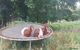 Goats livestock for sale: Two Boer Does For Sale - Image 1