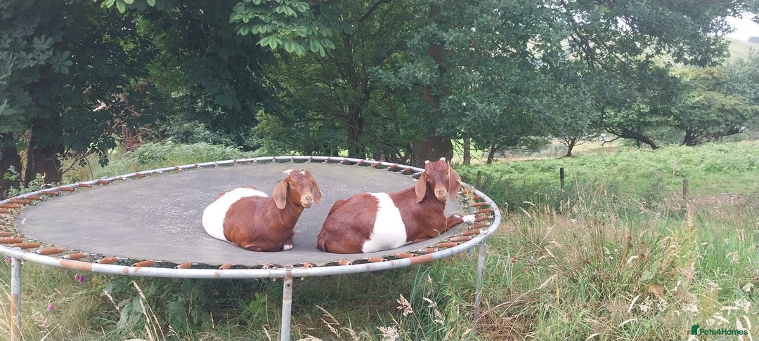Goats livestock for sale: Two Boer Does For Sale - Image 1
