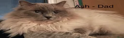 Ragdoll cats for sale: Beautiful GCCF Pedigree Ragdoll Kittens - Advert 14