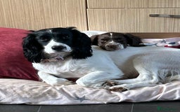 Sprocker dogs for sale: Sprocker puppies  - Image 18