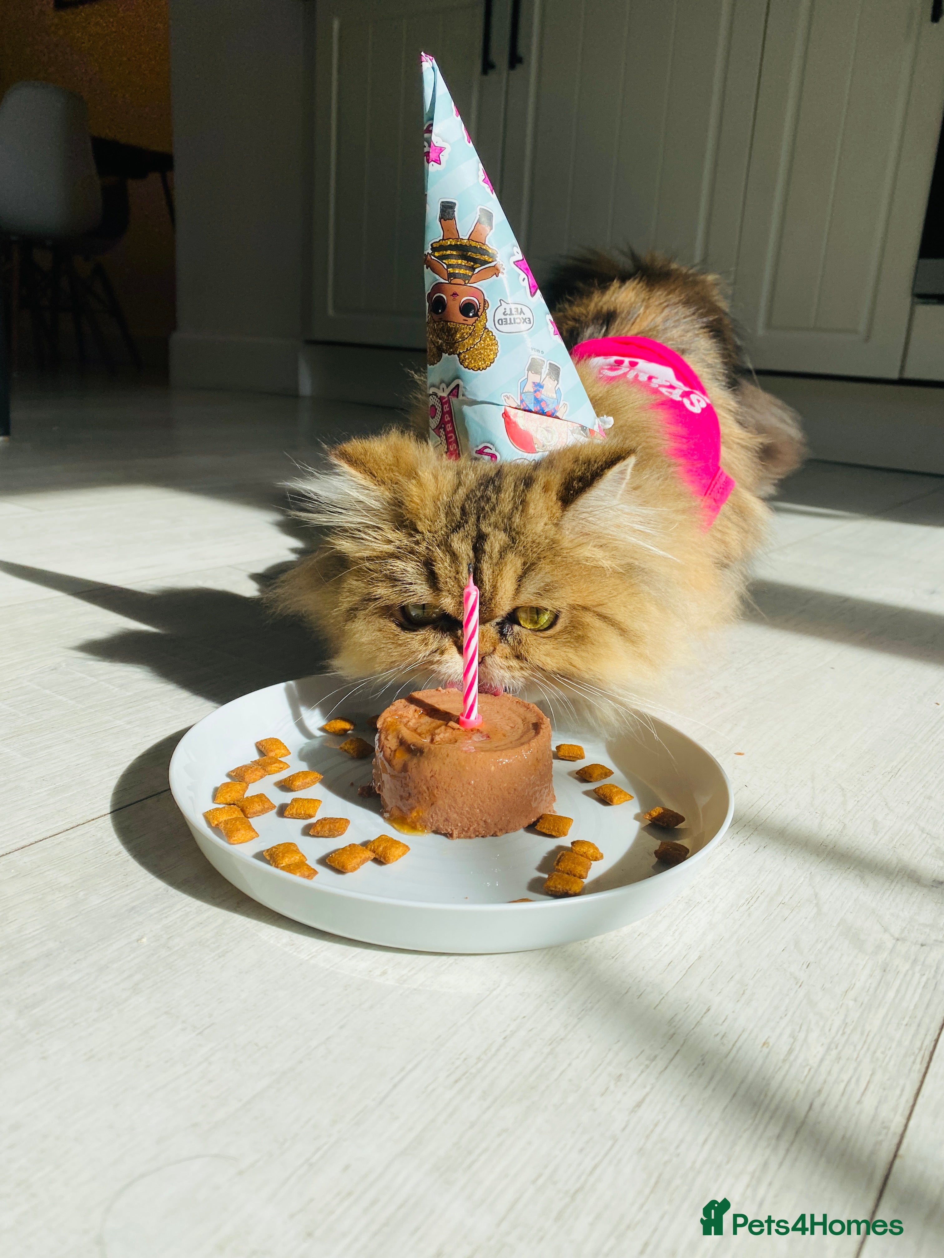 Persian cats Persian chinchilla cat - Advert 1