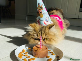 Persian cats Persian chinchilla cat - Advert 1