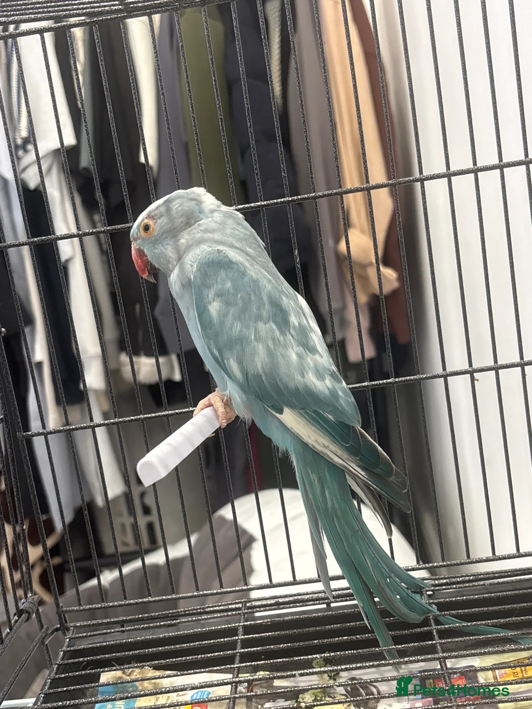 Ringnecks birds for sale: Ringneck female  in Nelson - Advert 2