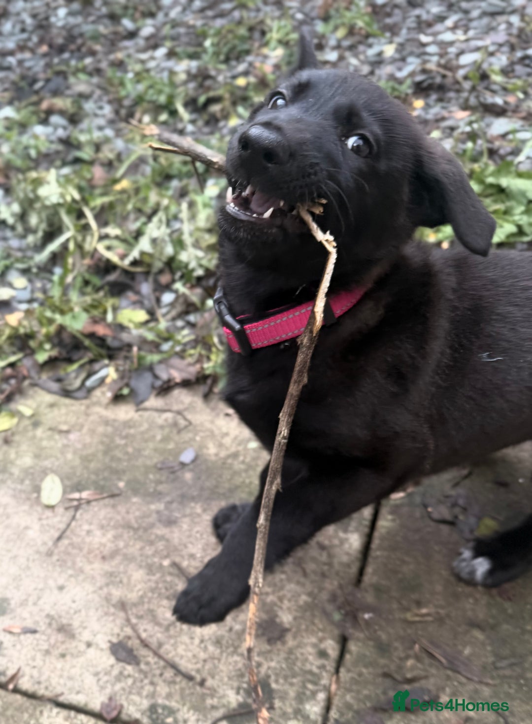 German Shepherd dogs for sale: Black and grey female german shepherd  - Advert 5