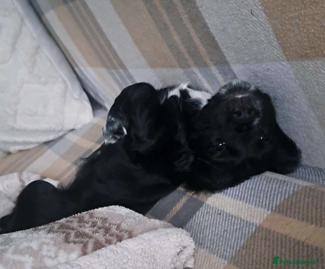 Cocker Spaniel dogs for sale: Puppy Cocker Spaniel 8 weeks girl - Advert 3