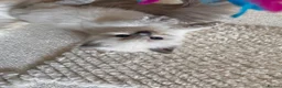 Ragdoll cats for sale: beautiful fluffy ragdolls - Advert 6