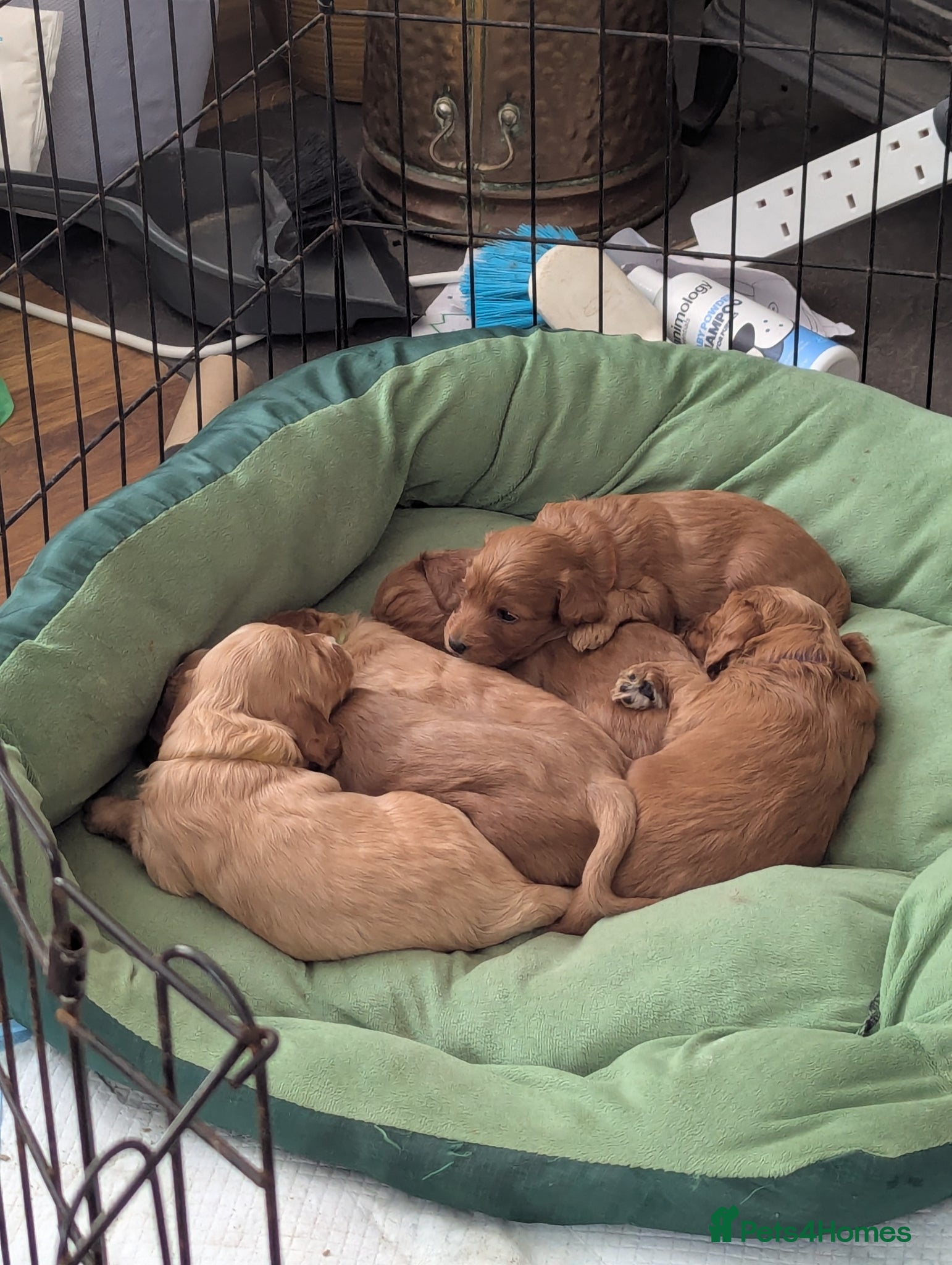 Cockapoo dogs for sale: COCKERPOO PUPPIES  - Advert 1