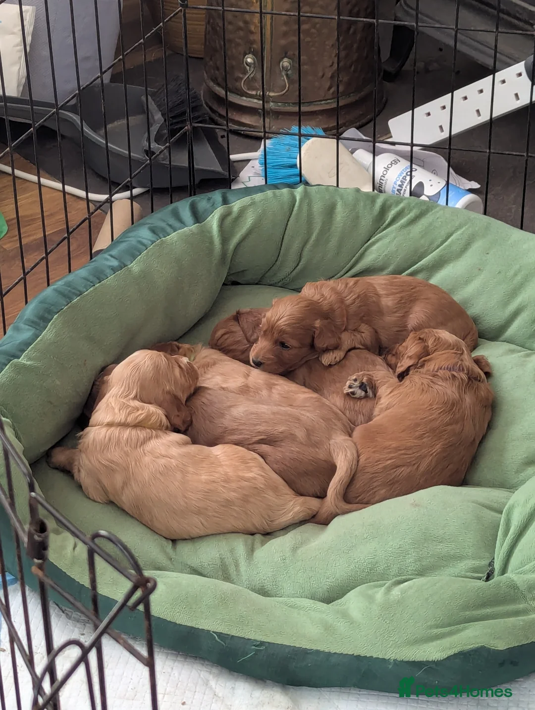 Cockapoo dogs for sale: COCKERPOO PUPPIES  - Advert 1