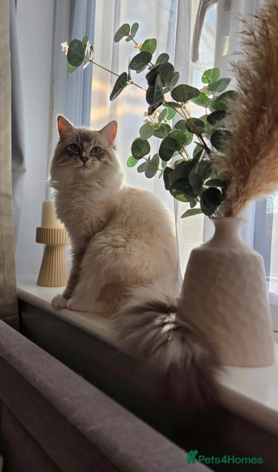 Ragdoll cats for sale: Ragdoll kittens ready for december - Advert 1