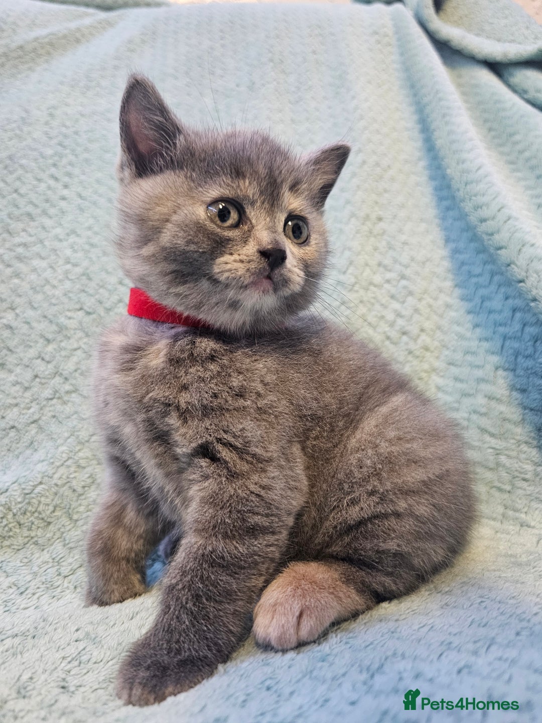 British Shorthair cats for sale: British Shorthair ready for a Lifetime of Love - Advert 5