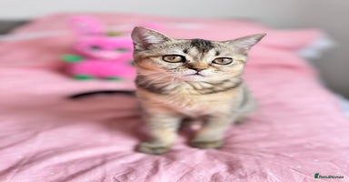 Scottish Fold cats - Advert 14