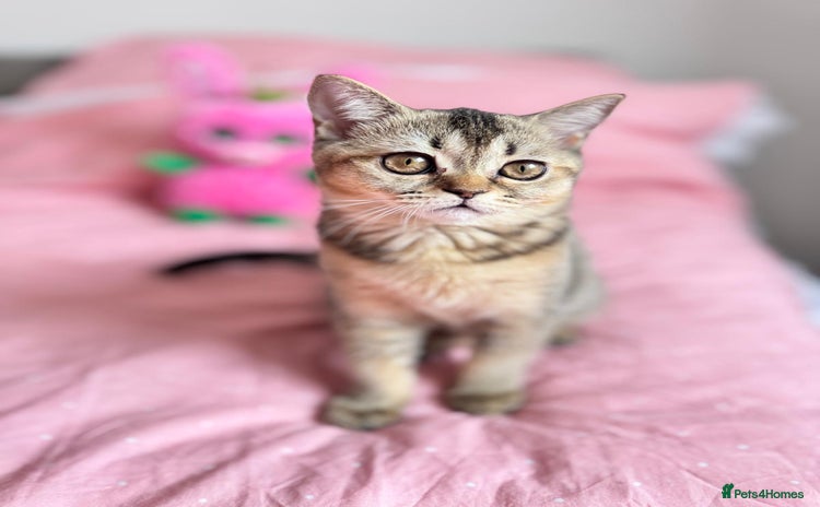 Scottish Fold cats - Advert 8