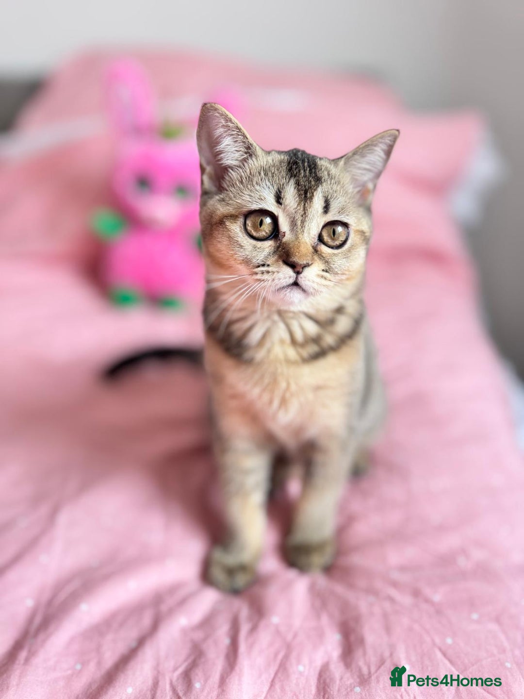 Scottish Fold cats for sale: Pedigree Kitten girl looking for a family  - Image 6