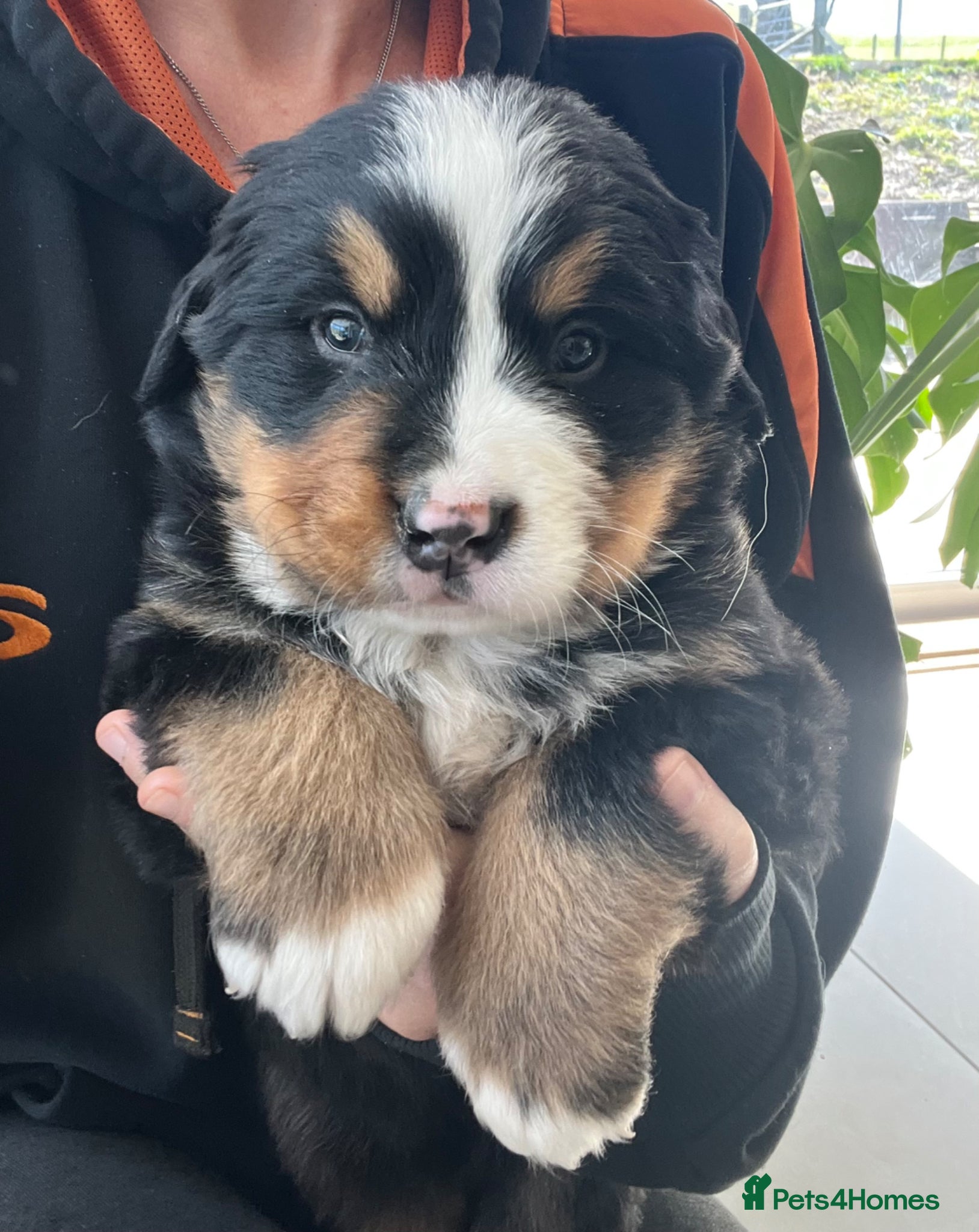 Bernese Mountain Dog dogs Beautiful Chunky KC Bernese Mountain Dog Puppies - Advert 5