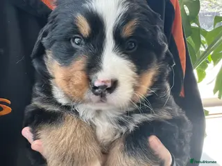 Bernese Mountain Dog dogs Beautiful Chunky KC Bernese Mountain Dog Puppies - Advert 5