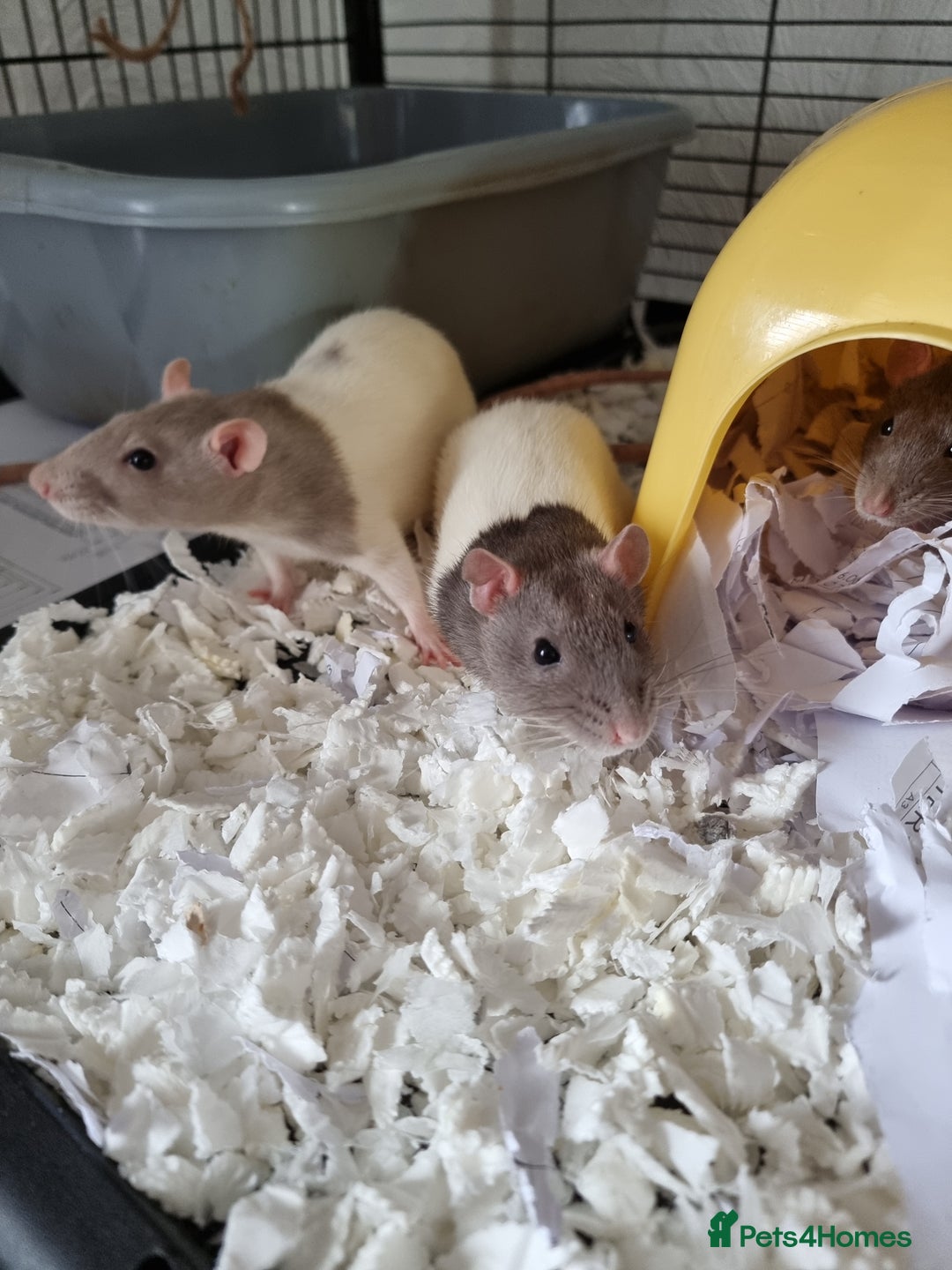 Rat rodents for sale: 4 young female rats with enclose for sale - Advert 6