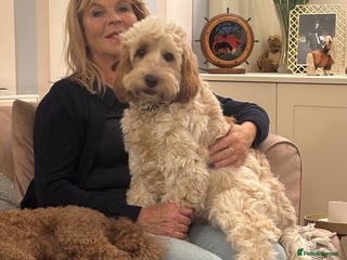 Cockapoo dogs ADORABLE 10 MONTH OLD COCKAPOO PUPPY FOR SALE - Advert 8