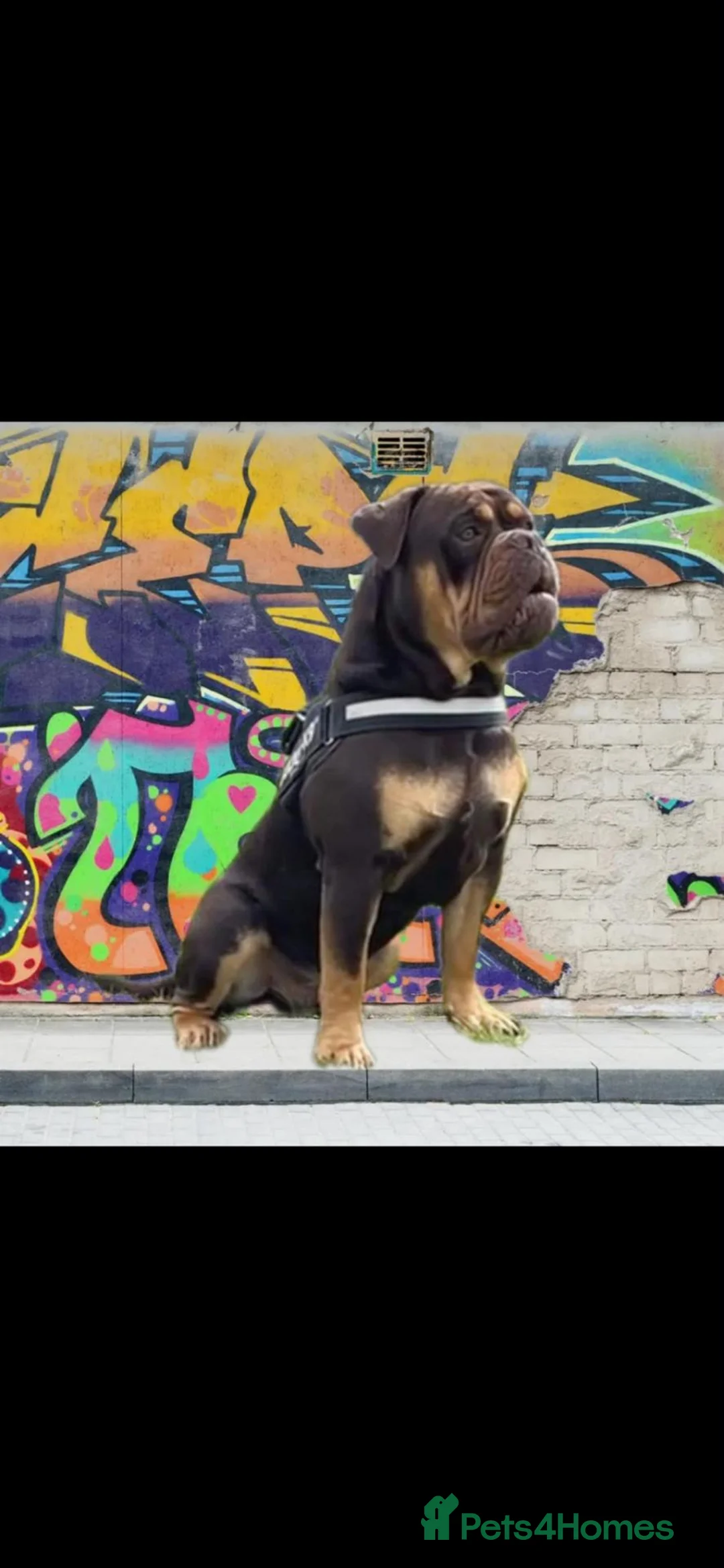 Mixed Breed dogs for sale: Stunning olde English Bulldogges  in Preston - Advert 25