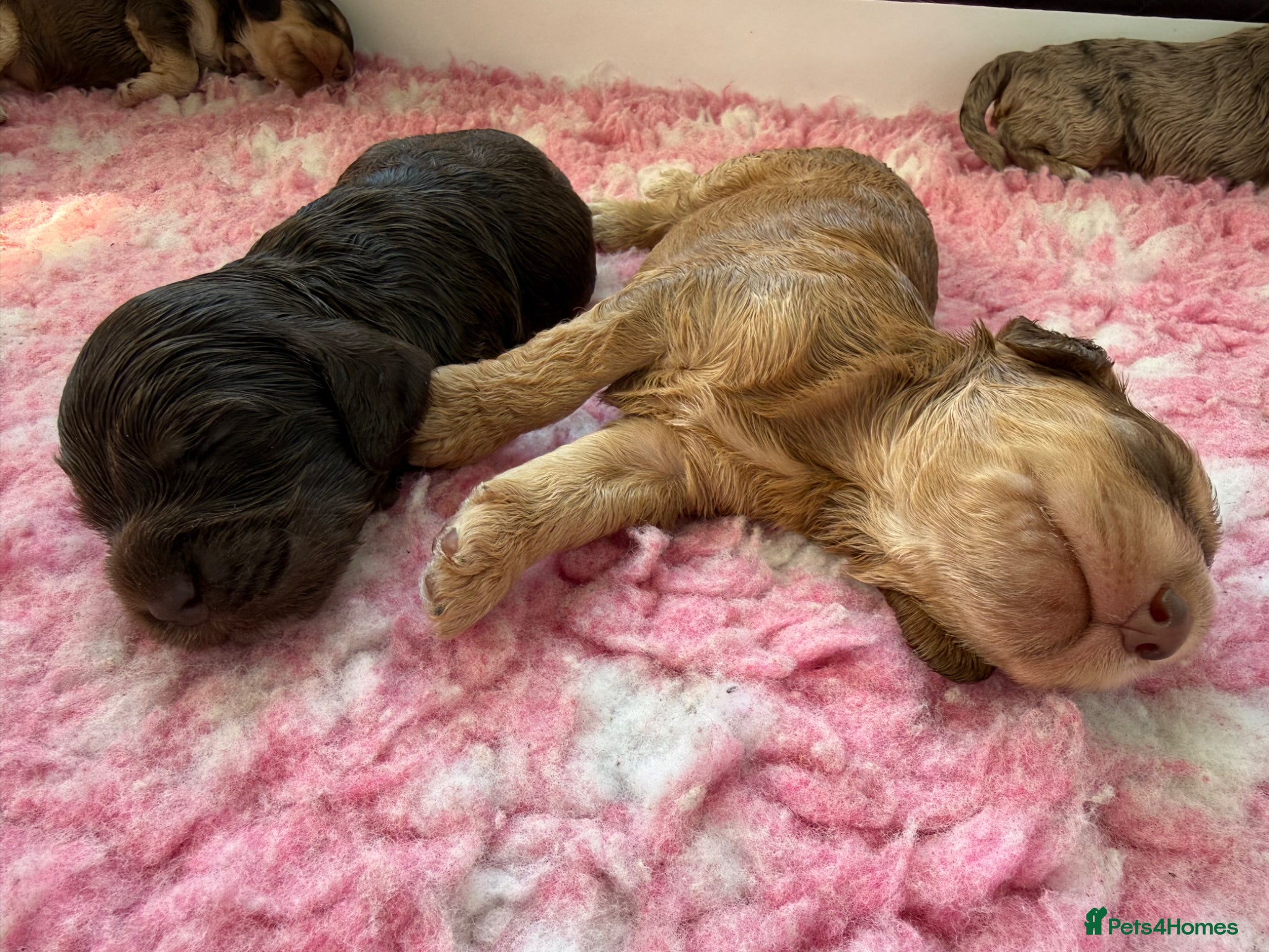 Cockapoo dogs Stunning & Unique F1B Cockapoos  - Advert 1