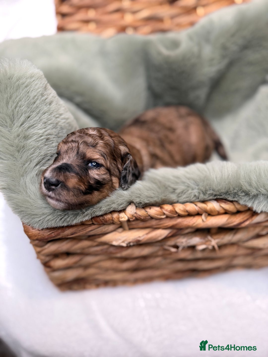 Bernedoodle dogs for sale: Miniature Bernedoodle Puppies - Image 37