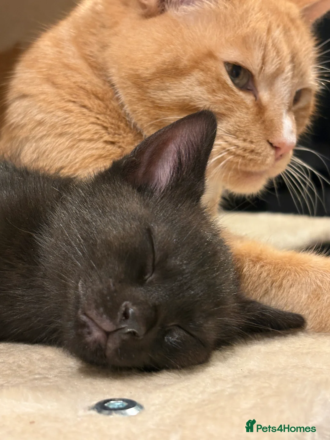 Mixed Breed cats for sale: Gorgeous litter of kittens - Advert 12