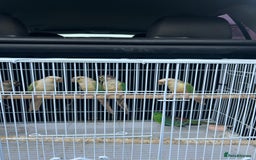 Conures birds for sale: Conures  - Image 1